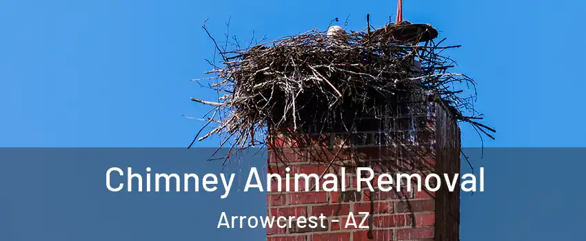 Chimney Animal Removal Arrowcrest - AZ