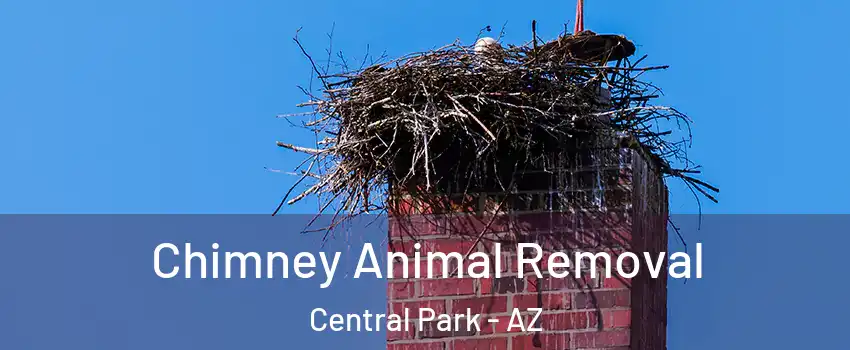 Chimney Animal Removal Central Park - AZ