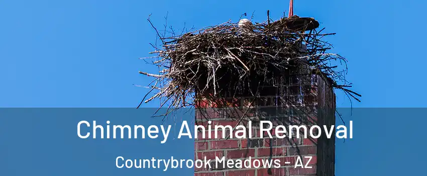 Chimney Animal Removal Countrybrook Meadows - AZ