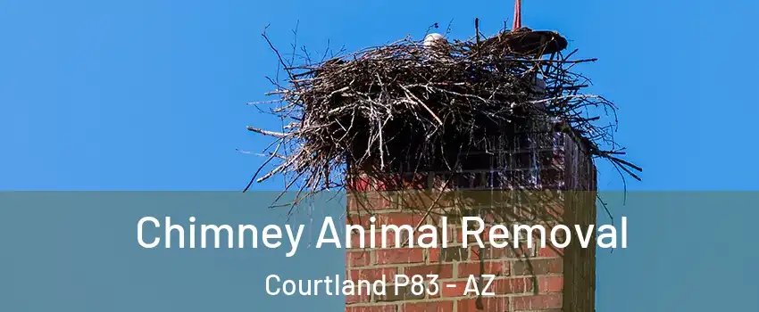 Chimney Animal Removal Courtland P83 - AZ