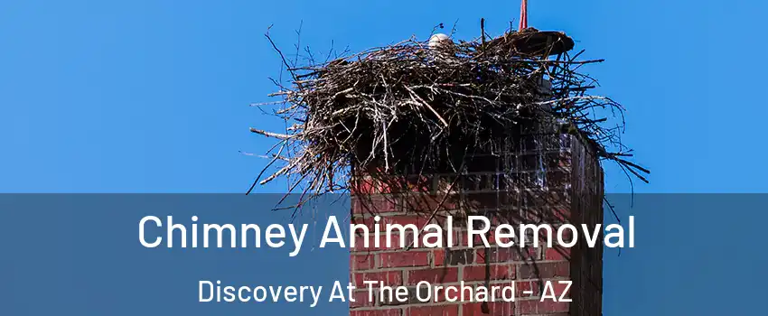 Chimney Animal Removal Discovery At The Orchard - AZ