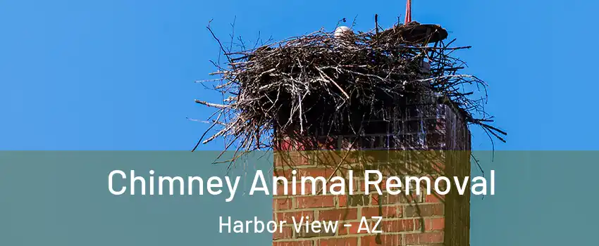 Chimney Animal Removal Harbor View - AZ