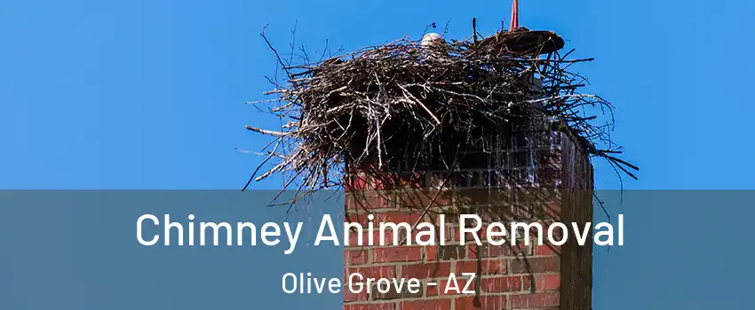 Chimney Animal Removal Olive Grove - AZ