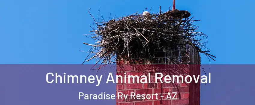 Chimney Animal Removal Paradise Rv Resort - AZ