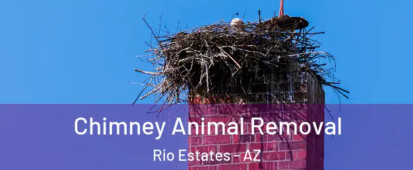 Chimney Animal Removal Rio Estates - AZ