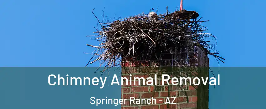 Chimney Animal Removal Springer Ranch - AZ