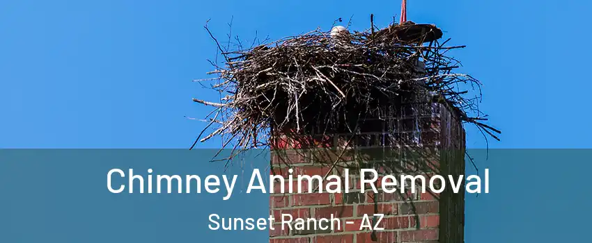 Chimney Animal Removal Sunset Ranch - AZ