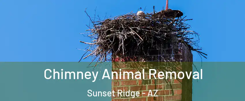 Chimney Animal Removal Sunset Ridge - AZ