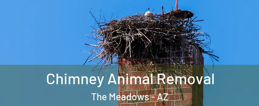 Chimney Animal Removal The Meadows - AZ